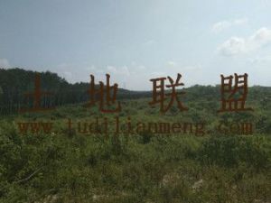儋州市南丰镇1100亩林地出租