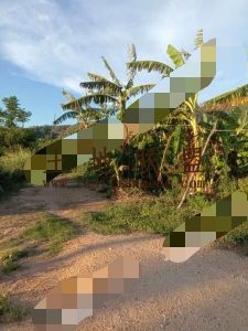 东方市130亩园地出租