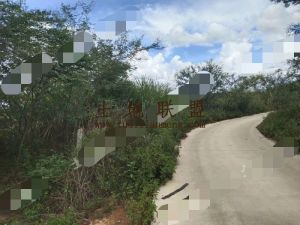 定安县215亩有林地转让