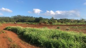 澄迈500亩种植地出租