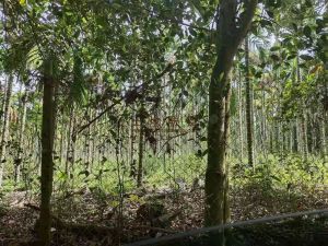 琼海170亩林地转让