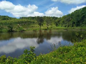 万宁110亩林地转让