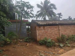 琼海50亩橡胶林转让