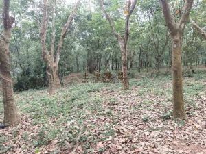 琼海70亩橡胶林转让