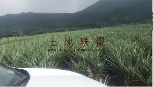 乐东1000亩火龙果种植地出租