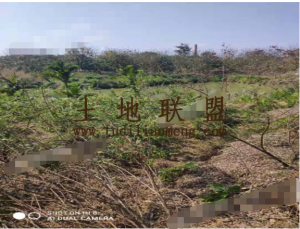 儋州1000亩园地出租