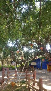 陵水提蒙3亩宅基地转让