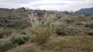 陵水80亩丘陵地转让