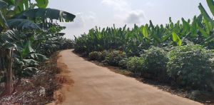 临高230亩香蕉园转让