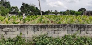 乐东尖锋11亩园地转让