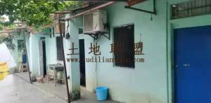 定安居丁160亩槟榔园转让