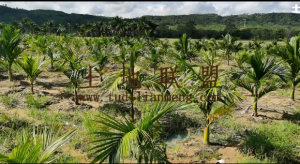 乐东县 200亩槟榔园转让