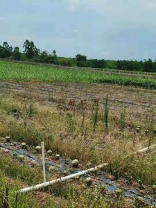 儋州1600亩种植地出租