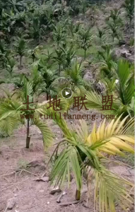 屯昌20亩槟榔园转让