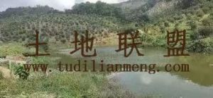 琼海石壁镇500亩山茶油树园转让