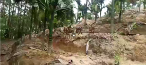 保亭700亩园地转