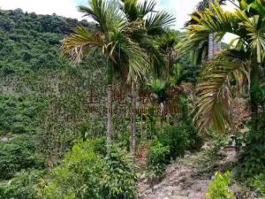 琼中中坤农场130亩槟榔园转让