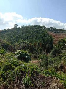 屯昌中建农场100亩槟榔园转让