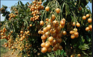 儋州73亩园地转让