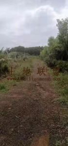 定安黄竹540亩园地转让