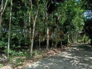 琼海20亩林地转让