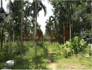 屯昌县150亩槟榔园转让