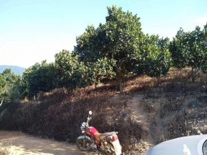 三亚育才镇120亩园地转让