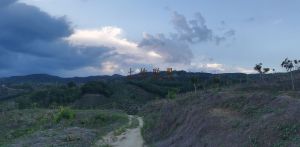 陵水1500亩林地转让