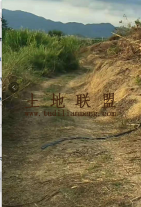 乐东九所1000亩种植地出租