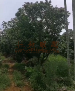 琼山三门坡90亩荔枝园转让