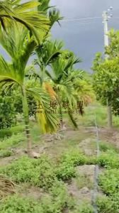 乐东80亩槟榔园转让