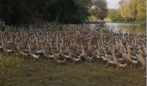 儋州100亩庄园转让