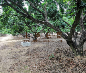 陵水160亩果园转让