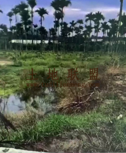 陵水三才30亩芒果转让