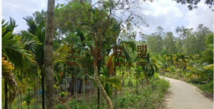 陵水300亩园地通水通电出租价650元/亩/年