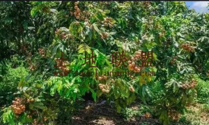 东方75亩龙眼园转让30年合同转让费56万