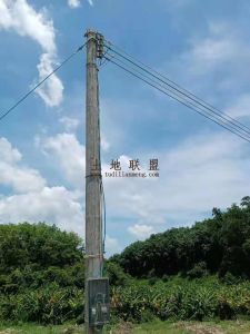 陵水40亩槟榔种植地年限长土壤肥沃