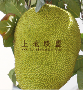 陵水提蒙7亩果园出租地块平整设施齐全