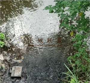 儋州230亩林地转让年限长可5年一付