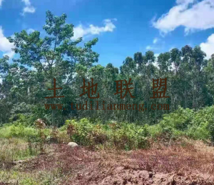 东方1800亩四级林地可做光伏用地