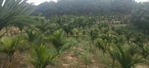 乐东100亩槟榔园灌溉设施完善26年合同没有租金