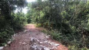 定安460亩种植出租地租便宜可10年一付