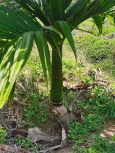 保亭30亩果园设施齐全地块平整交通便利