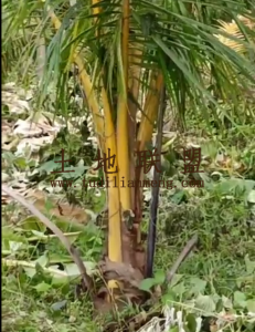 万宁29亩林地转让还有16年转让价50万