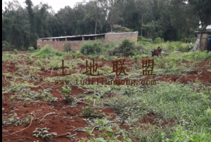 澄迈10亩种植、养殖地转让土壤肥沃转让价10万