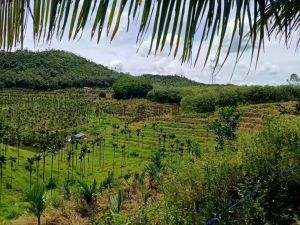 琼海200亩林地40年合同没有租金低价转让