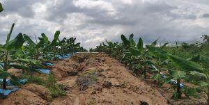 儋州818亩香蕉地设施齐全转让价500元/年/年