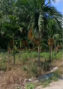 陵水100亩林地地势平整交通便利