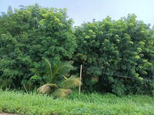 澄迈56亩果园地势平坦紧挨着水库边上