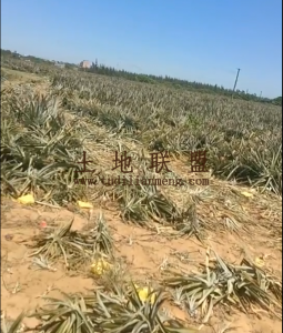 文昌昌洒127亩种植地转让